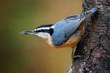 Nuthatch With A Seed_52070